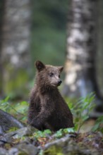 European brown bear (Ursus arctos arctos), young animal in the forest, Notranjska region, Slovenia