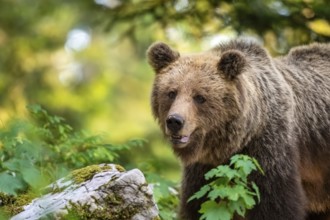 European brown bear (Ursus arctos arctos) in the forest, Dolenjska region, Slovenia