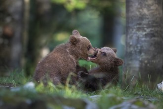 European brown bear (Ursus arctos arctos), two young animals playing in the forest, Notranjska
