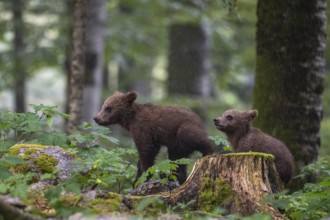 European brown bear (Ursus arctos arctos), two young animals in the forest, Notranjska region,