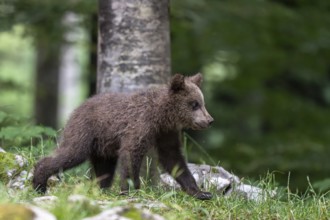 European brown bear (Ursus arctos arctos), young animal in the forest, Notranjska region, Slovenia
