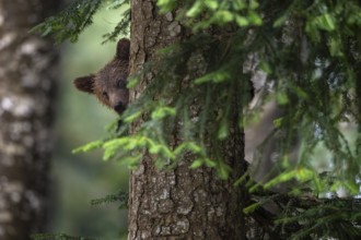 European brown bear (Ursus arctos arctos), young animal climbing on tree, Notranjska region,