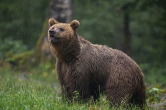European brown bear (Ursus arctos arctos), in the forest, Notranjska region, Slovenia