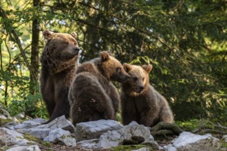 European brown bear (Ursus arctos arctos), mother with two cubs, in the forest, Dolenjska region,