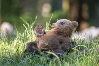 European brown bear (Ursus arctos arctos), young animal lying in meadow, Notranjska Region,