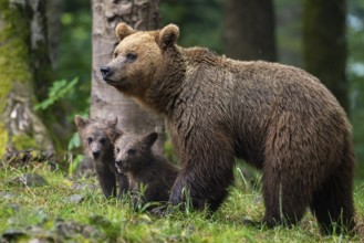 European brown bear (Ursus arctos arctos), mother with two cubs, in the forest, Notranjska region,