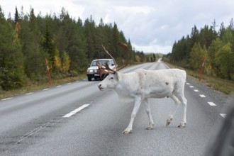 White reindeer on the street in Sweden, Lapland in autumn. An old Swedish car on the opposite road