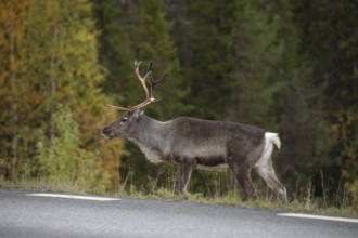Reindeer standing on the side of the road in northern Sweden in autumn