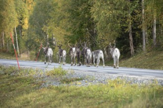 Autumn migration of reindeer on the roads with traffic in northern Sweden