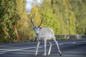 White reindeer on the street in Sweden, Lapland in autumn