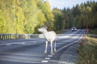 White reindeer on the street in Sweden, Lapland in autumn. Car is driving on the opposite side