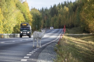 White reindeer on the road in Sweden, Lapland in autumn with cars in the background