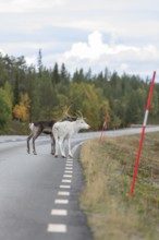 Autumn migration of reindeer on the roads with traffic in northern Sweden