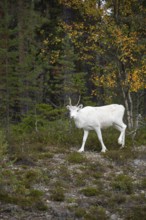 White reindeer on the edge of a forest in Sweden Lapland in autumn
