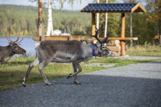 Reindeer at rest area in Lapland, Sweden
