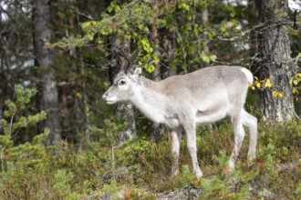 Reindeer on the edge of a forest in Swedish Lapland in autumn