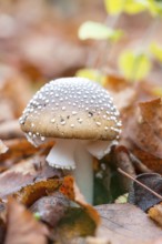 Panther mushroom (Amanita pantherina, syn. Amanitaria pantherina, Agaricus pantherinus), also