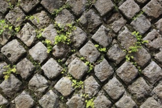 Wall of grey paving stones with moss between the joints