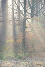 Red beech with remnants of autumn-colored leaves in foggy forest with rays of light, European beech