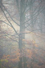 Red beech with remnants of autumn-colored leaves in foggy forest with rays of light, European beech