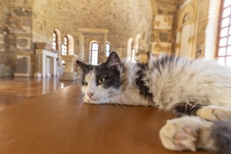Cat resting in the Refectory Museum of the Hosios Luke Monastery, UNESCO World Heritage Site in