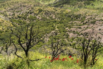 Burnt trees after a forest fire and new spring flowers at Hosios Lukas monastery in Steiri, Greece