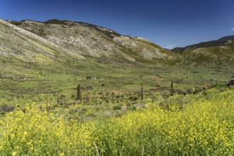 Landscape at Hosios Lukas Monastery in Steiri, Greece