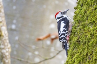 Middle woodpecker (Dendrocopus medius) Germany