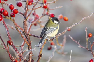 Great tit (Parus major) Germany