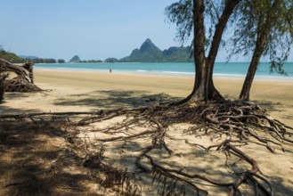 Lonely beach and ironwood trees, Casuarina Equisetifolia, Ao Manao Beach, Prachuap Khiri Khan,