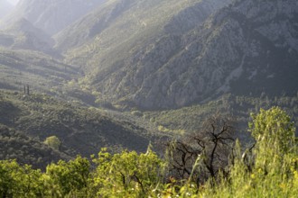 Valley in the countryside near the archaeological site of Delphi, UNESCO World Heritage Site in