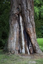 Giant sequoia, Sequoiadendron giganteum, in Putbus Castle Park on the island of RÃ¼gen,