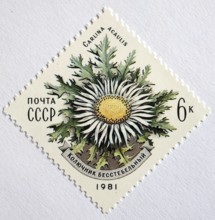 Medicinal plant as stamp motif, Russia, Carlina acaulis, silver thistle