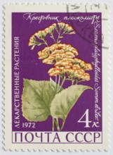 Medicinal plant as stamp motif, Senesio platyphylloides, Russia