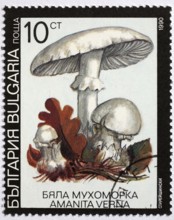 Mushrooms as a stamp motif, Amanita verna, spring bulbous leaf mushroom, Bulgaria