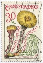 Medicinal plant as stamp motif, coltsfoot, Tussilago farfara, Czechoslovakia