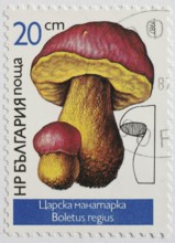 Mushrooms as stamp motif, Boletus regius, real king bolete, Bulgaria