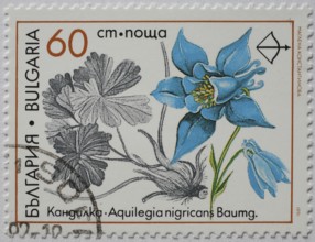 Medicinal plant as stamp motif, Aquilegia nigricans, blackish columbine, Bulgaria