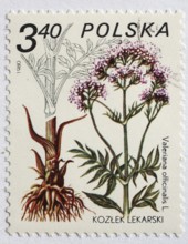 Medicinal plant as stamp motif, Poland, valerian, Valeriana officinalis