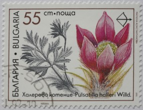 Medicinal plant as stamp motif, Pulsatilla halleri, Hallers cowbell or Hallers kitchen bell,
