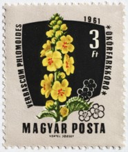 Medicinal plant as stamp motif, Verbascum philomoides, windflower mullein, common mullein or