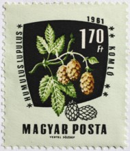 Medicinal plant as stamp motif, Humulus lupulus, hops, Hungary