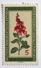 Medicinal plant as stamp motif, red foxglove, digitalis purpurea, GDR