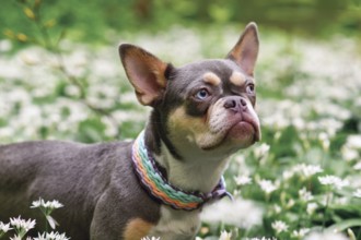 Cute lilac orange tan French Bulldog dog with long healthy nose between white wild garlic flowers