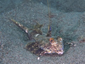 An exotic fish, finger lyrefish, giant lyrefish (Dactylopus dactylopus), lies on a sandy seabed.