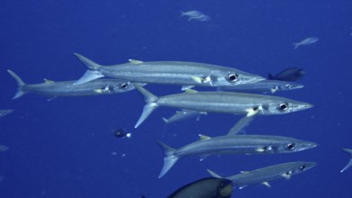 A swarm of slender fish, bigeye barracuda (Sphyraena forsteri), migrates through the blue sea.