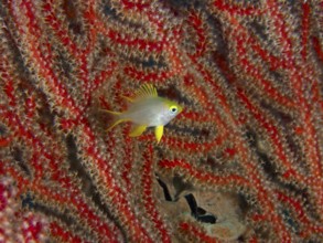 A small golden reefass (Amblyglyphidodon aureus) juvenile stands against a background of thick red