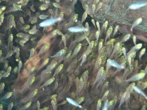 A swarm of small, transparent fish, golden glassfish (Parapriacanthus ransonneti), swims near a