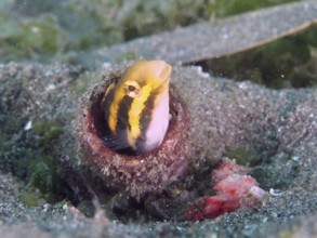 A striped mimicry saber hagefish (Petroscirtes breviceps) peeks out of an empty bottle in the sand,