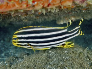 Striped fish with black and yellow stripes, striped sweet lip (Plectorhinchus lessonii), at the